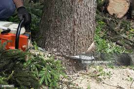 Professional Tree Removal in Huntertown, IN
