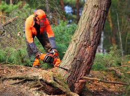 Tree and Shrub Care in Huntertown, IN